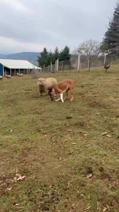 This is true happiness, the complicity between animals