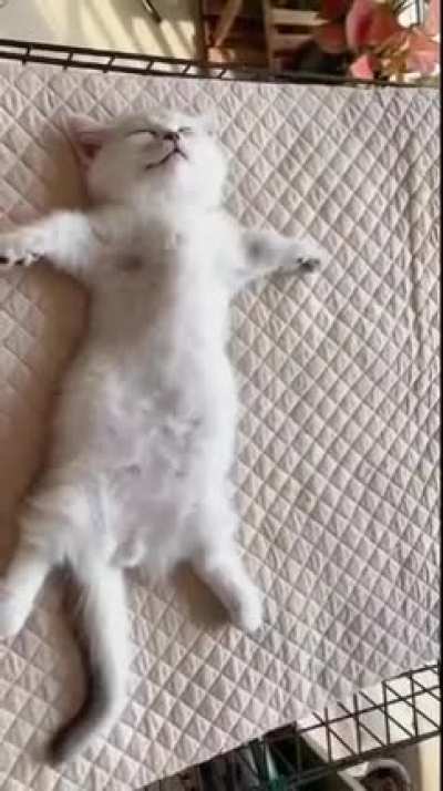 Titanic Kitty!