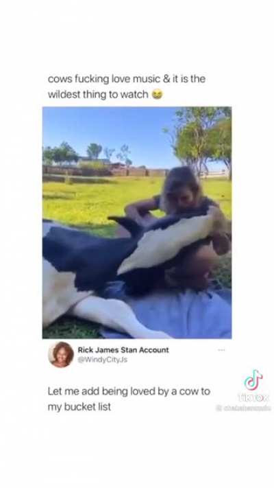 Cow cuddles