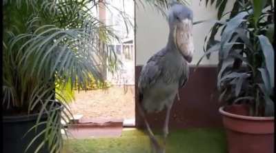The sound of a Shoebill stork