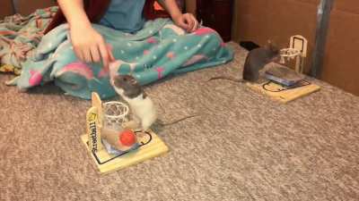 My adorable pet rats Blueberry(gray &amp;amp; white) and Banana (gray) playing vs basketball together for the first time!