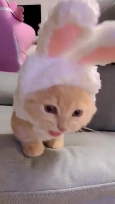 It's a bunny