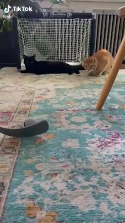 My cat made it to the NHL&rsquo;s official TikTok page!