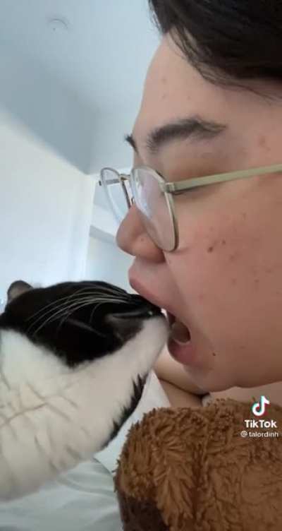 Dentist cat inspects its patient