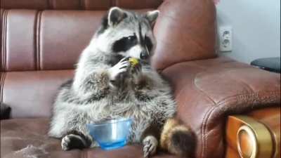 Hey... gimme back my grapes!