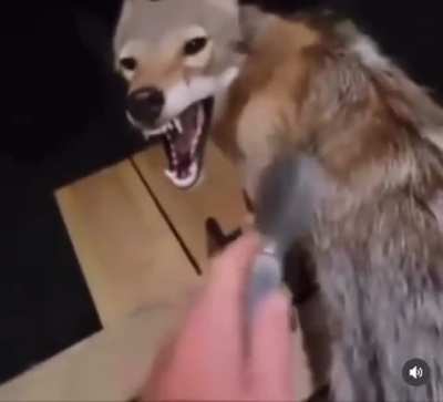 What a good boy