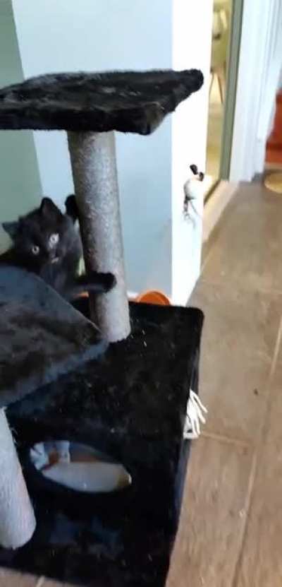Meet my kitten, she is a wild one!