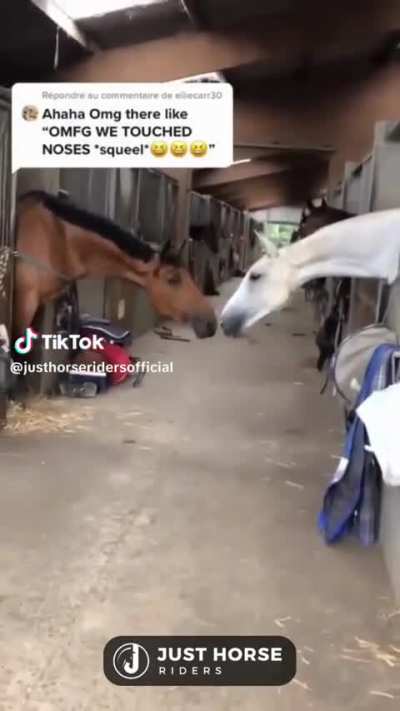 Horse nose boop