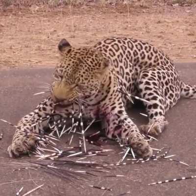 Poor kitty