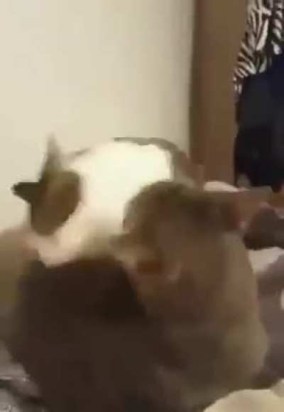 &Ntilde;OM &Ntilde;OM &Ntilde;OM