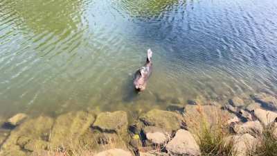 An Australian fur seal living its best life in the Maribyrnong.