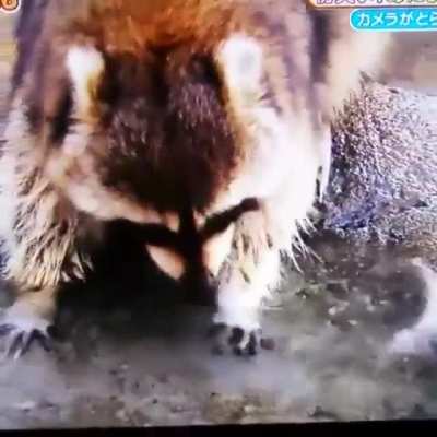 Poor raccoon!