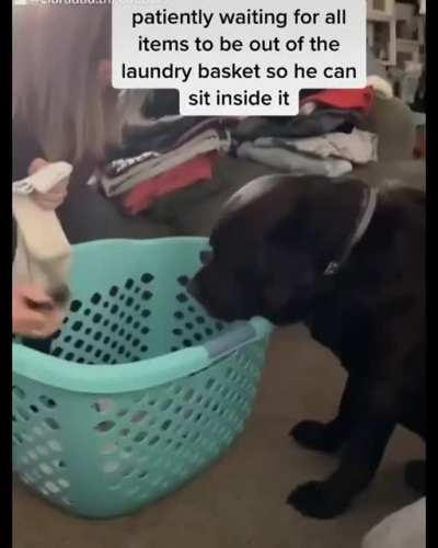 Good boy