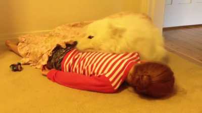 Samoyed Puppy Hugs