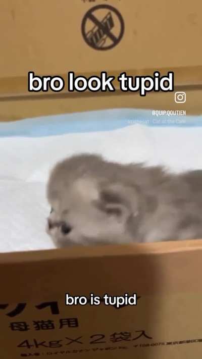 Wunk is tupid