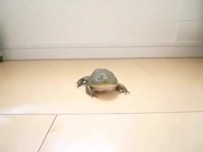 Oh sí serai aweonao , sapo culiao que tonto soi conchatumare'