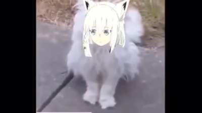 Holomemes