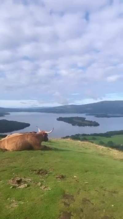 Alexa, show me the most Scottish video imaginable...
