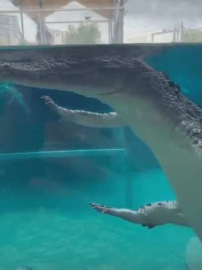 This is what a crocodile looks like went floating towards you.