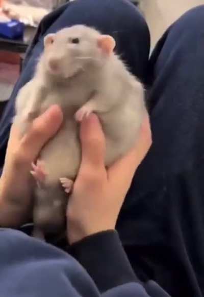 Boneless ratkus