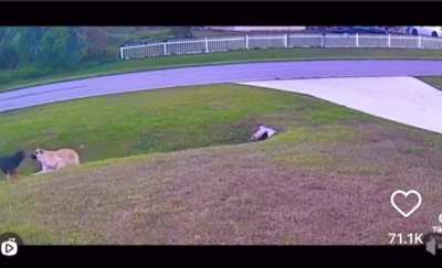 Dog protects kid from attacking dog