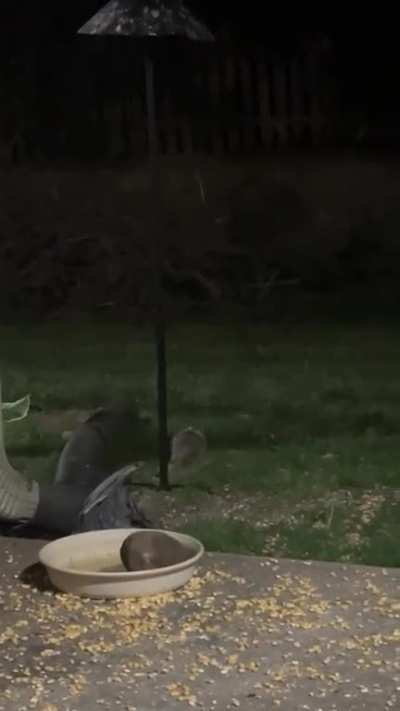Possum hops!!!