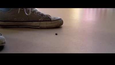 Lucky Fly Converse Crushing