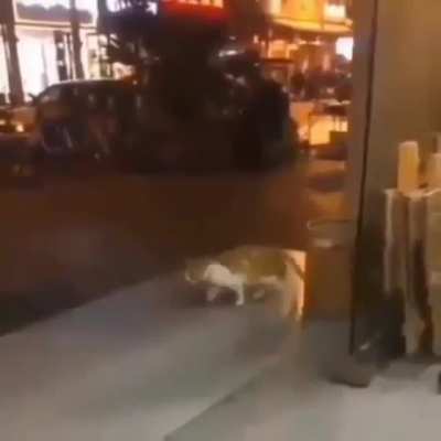 Blursed Cat