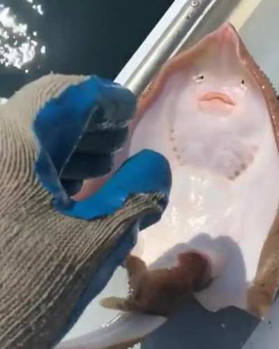 Tickling a fish