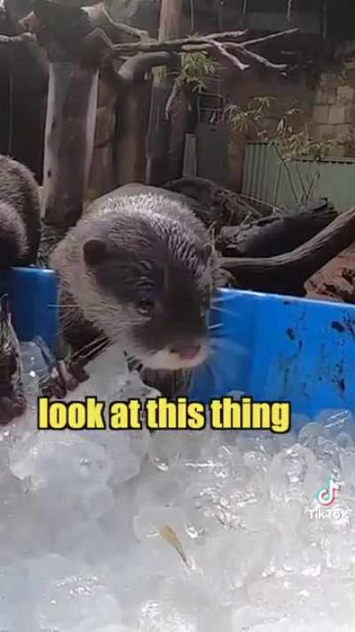 It’s ice day!