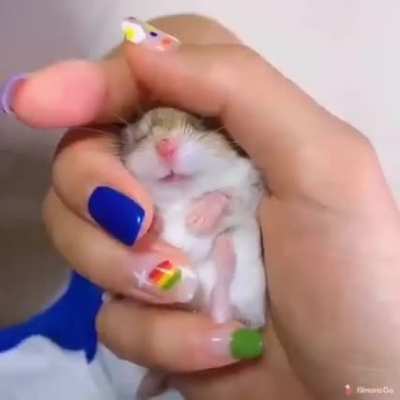 Happy Hammy