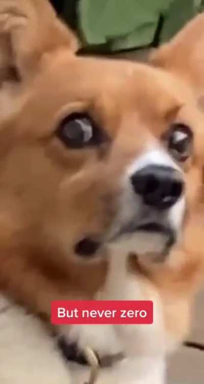 Unexpected Corgi.