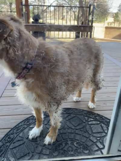 Anyone else&rsquo;s dog do this&hellip;constantly?