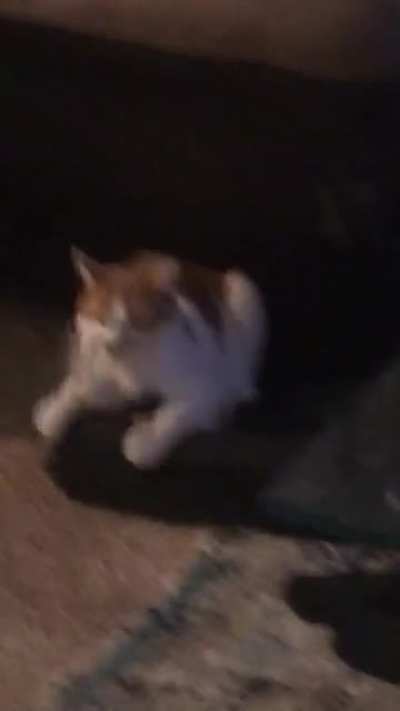 My cat getting beat up by his fish toy. Went on for quite a while and almost didn&rsquo;t get a video of it because I was too busy dying of laughter. Thought some of you might enjoy.
