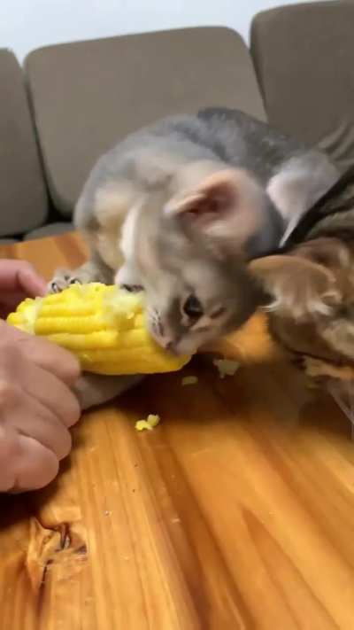 Catan Loves Corn