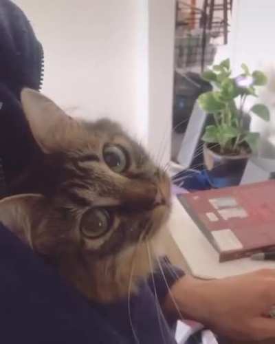 Jacket cat