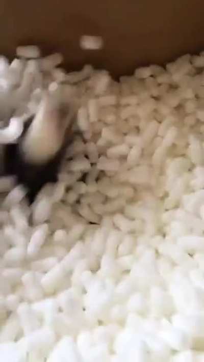 Furry Tornado 😂