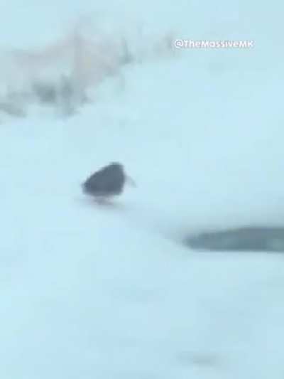 Vibing birb goes brrr