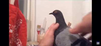 PIGEON!