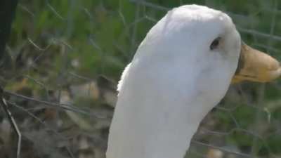 Duck