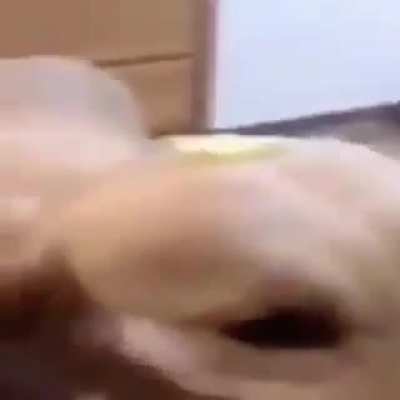 Butter dog