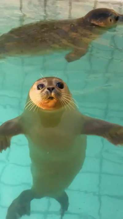 Adorable Seal