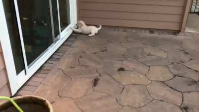 Puppy&rsquo;s first zoomie.