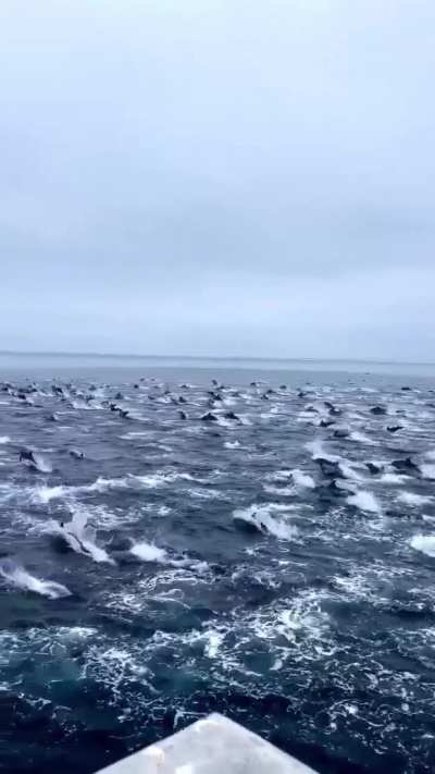 🔥A Pod of Dolphins🐬