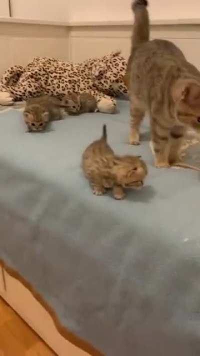 Mum watches the little one explore attentively