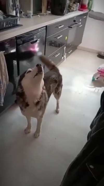 I&rsquo;m VERY tempted to adopt a husky but realize they&rsquo;re just doggy crybabies
