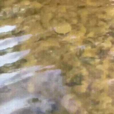 On land, the average speed of the northern spiny softshell turtle is around 3 miles/hour, however, while swimming, it can hit speeds up to 15 miles/hour. This softshell turtle's finely tapered "flying saucer-shaped" shell is designed to allow it to slice 