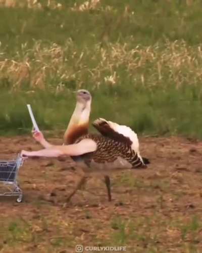 &iquest;Corvidos?