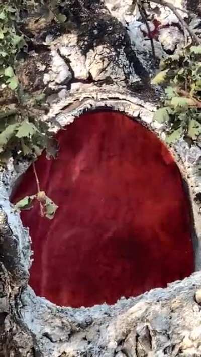🔥 A tree with an internal fire 🔥