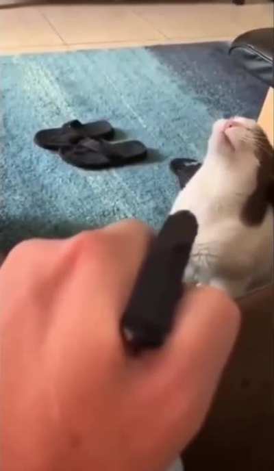 When the &ldquo;punishment&rdquo; for scratching the furniture doesn&rsquo;t work